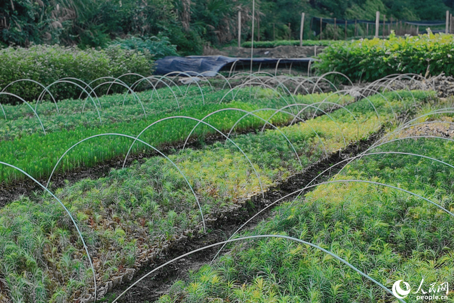 清流縣保障性苗圃的育苗區(qū)。人民網(wǎng) 楊灝昱攝