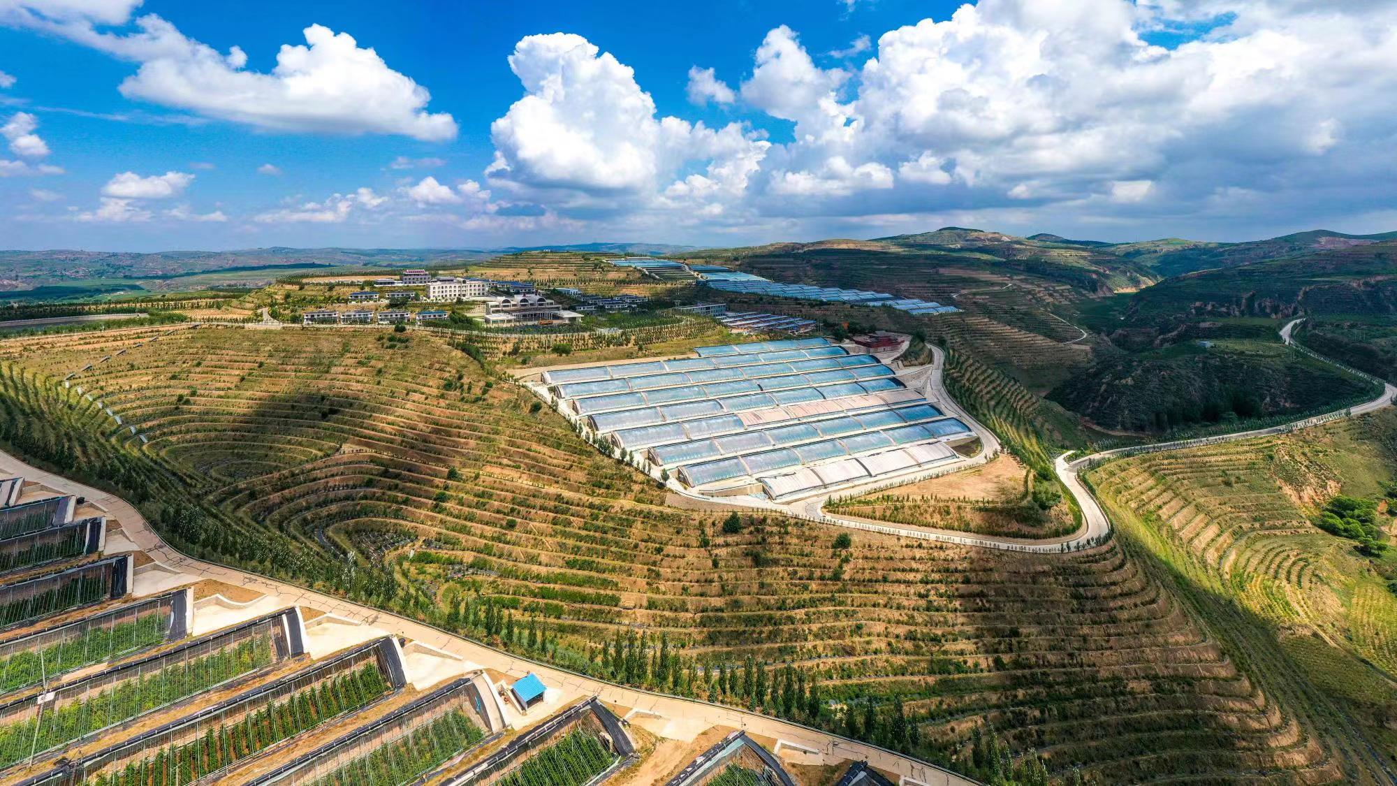 榆嶺窊村豐禾農(nóng)場的果蔬大棚。