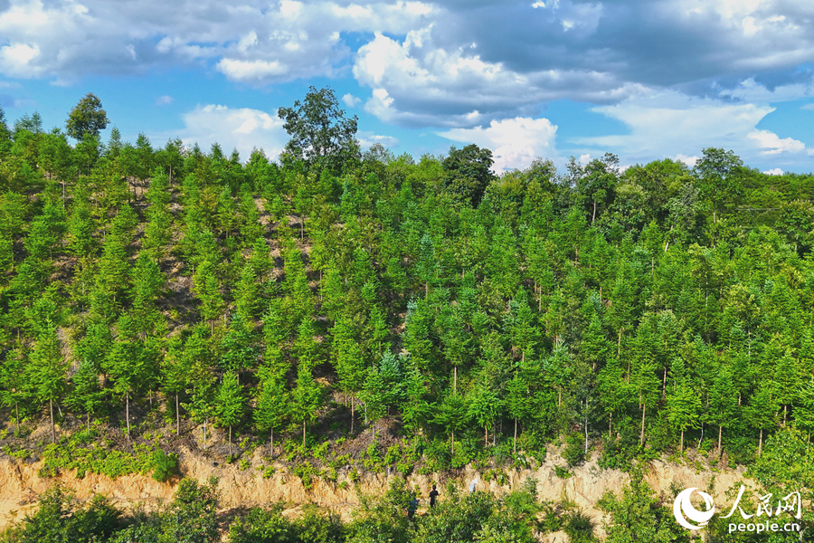 “一林三吃”的經(jīng)營(yíng)模式豐富了林下經(jīng)濟(jì)的多樣性。人民網(wǎng) 李昌乾攝