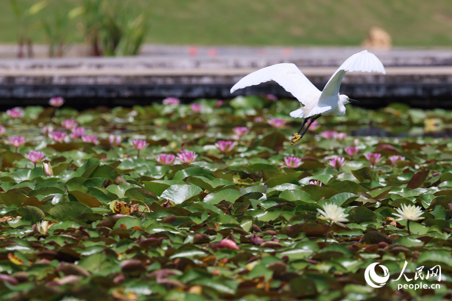 彩蓮滿塘鷺鳥飛。人民網(wǎng)記者 陳博攝