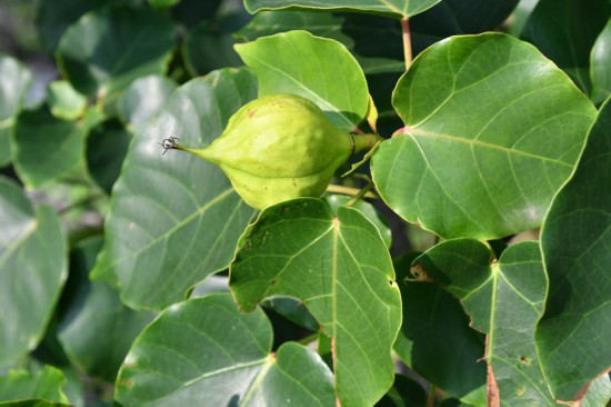 圖為石山油桐。（廣西壯族自治區(qū)中醫(yī)藥研究院供圖）