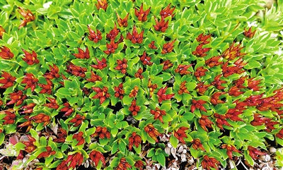 青藏墊柳。資料圖片