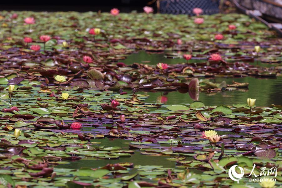 藏在繁花深處的3朵雙色睡蓮。人民網(wǎng)記者 陳博攝
