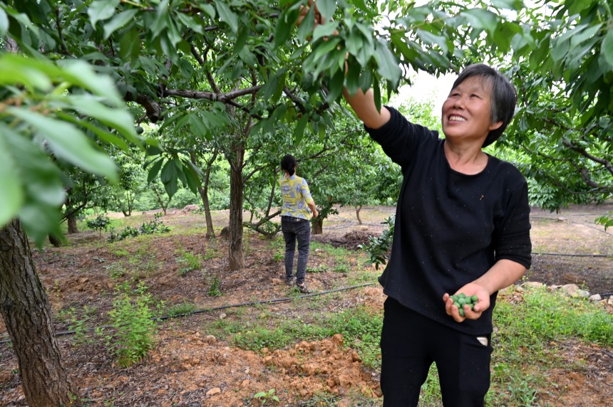 村民們搶抓農(nóng)時(shí),忙著為脆李樹(shù)疏果。鄒樂(lè)攝