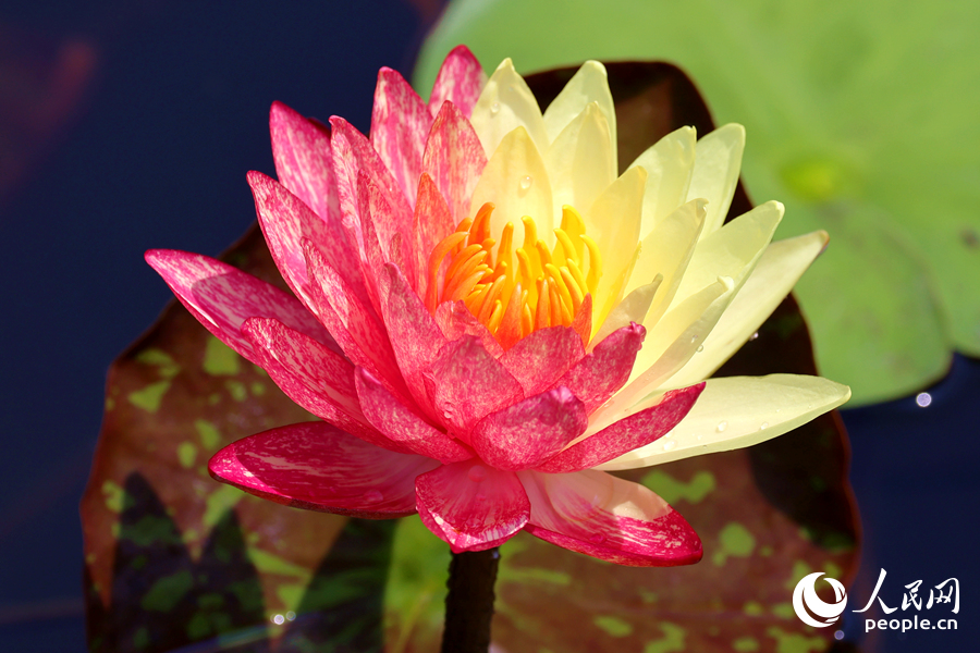 廈門海灣公園中，雙色睡蓮嬌艷欲滴。人民網(wǎng)記者 陳博攝