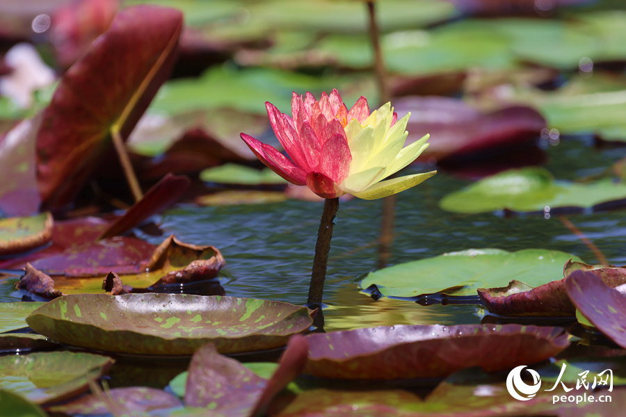 亭亭玉立于水中央的雙色睡蓮。人民網(wǎng)記者 陳博攝
