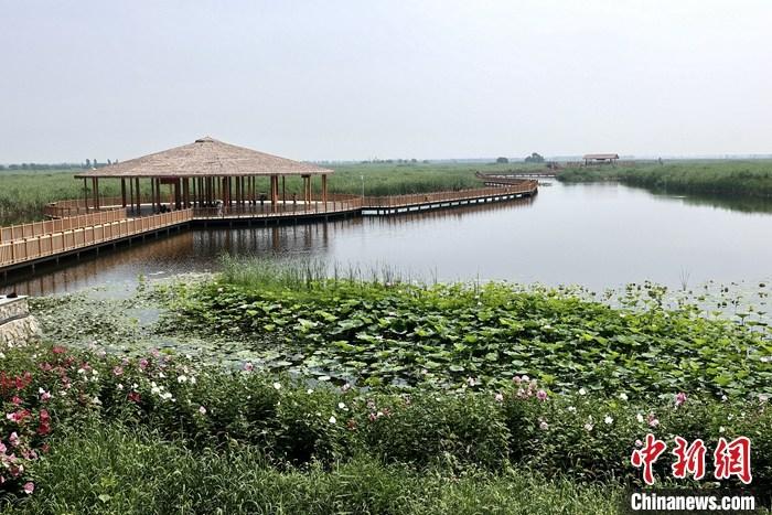 從完成頂層設(shè)計(jì)到如火如荼大規(guī)模建設(shè)，六年來(lái)，雄安新區(qū)如春天的竹子一般拔節(jié)生長(zhǎng)，這座承載千年大計(jì)的“未來(lái)之城”已雄姿初顯。從“一張白紙”開(kāi)始著墨，如今的雄安新區(qū)已是濃墨重彩的“山水畫(huà)”。<a target='_blank' href='/'>中新社</a>記者近日走訪了雄安新區(qū)多地，從“藍(lán)綠金”三色感受這座“未來(lái)之城”的巨大變化。圖為7月20日，河北白洋淀上荷花滿淀、蘆花搖曳。 <a target='_blank' href='/'>中新社</a>記者 易海菲 攝