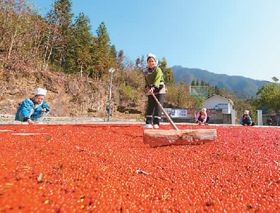 貴州省黔東南苗族侗族自治州榕江縣依托豐富的森林資源，大力發(fā)展林下草珊瑚中藥材種植等林下經(jīng)濟(jì)，實(shí)現(xiàn)農(nóng)民增收、林業(yè)增效。圖為榕江縣興華水族鄉(xiāng)星月村草珊瑚種植基地內(nèi)，村民在采收、晾曬草珊瑚果。 周光勝攝（人民視覺）